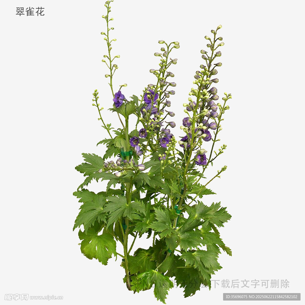 紫色藿香蓟植物特写