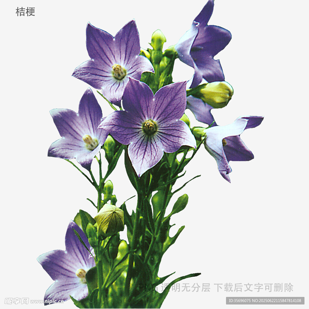 紫色风铃花绽放