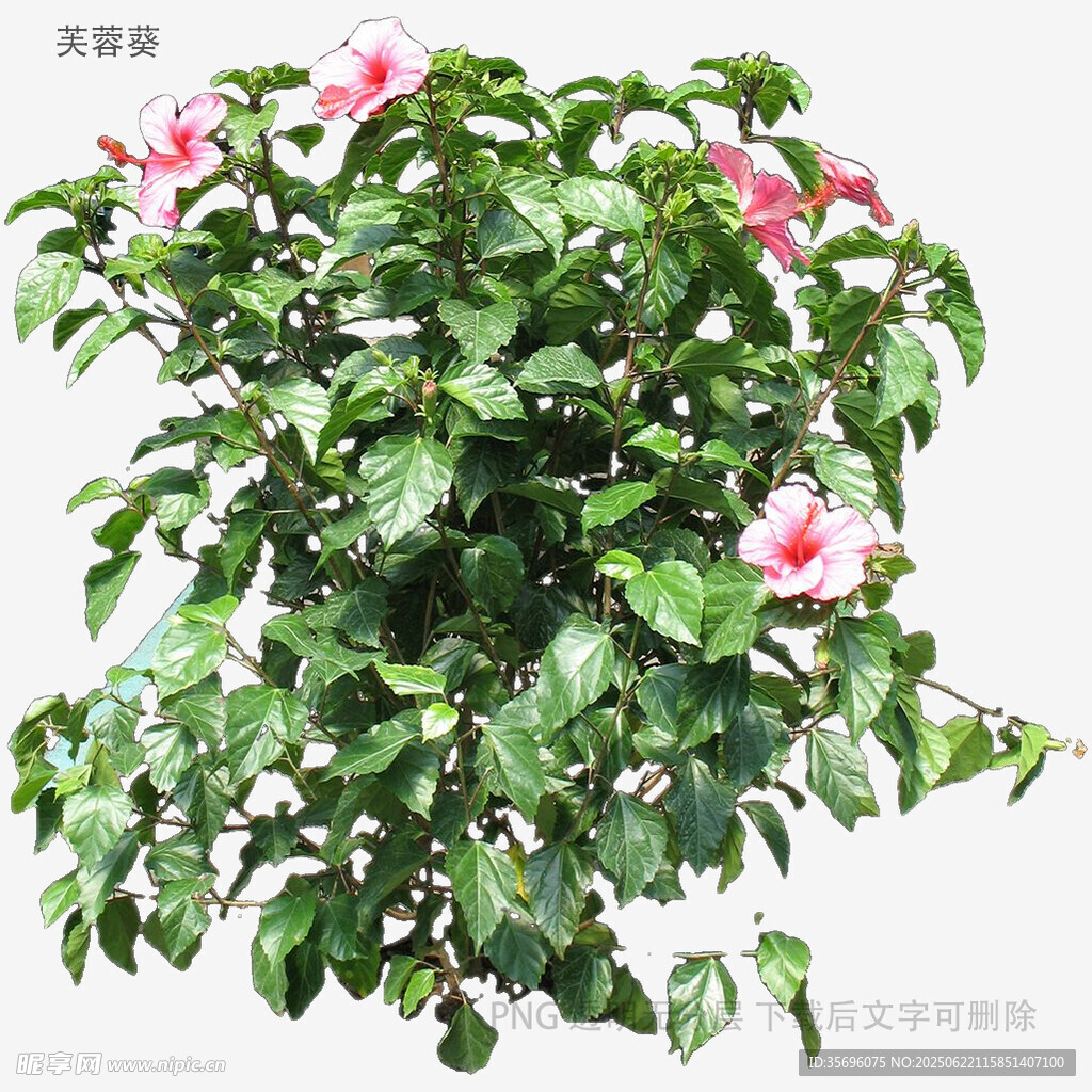 盛开的粉色扶桑花植物