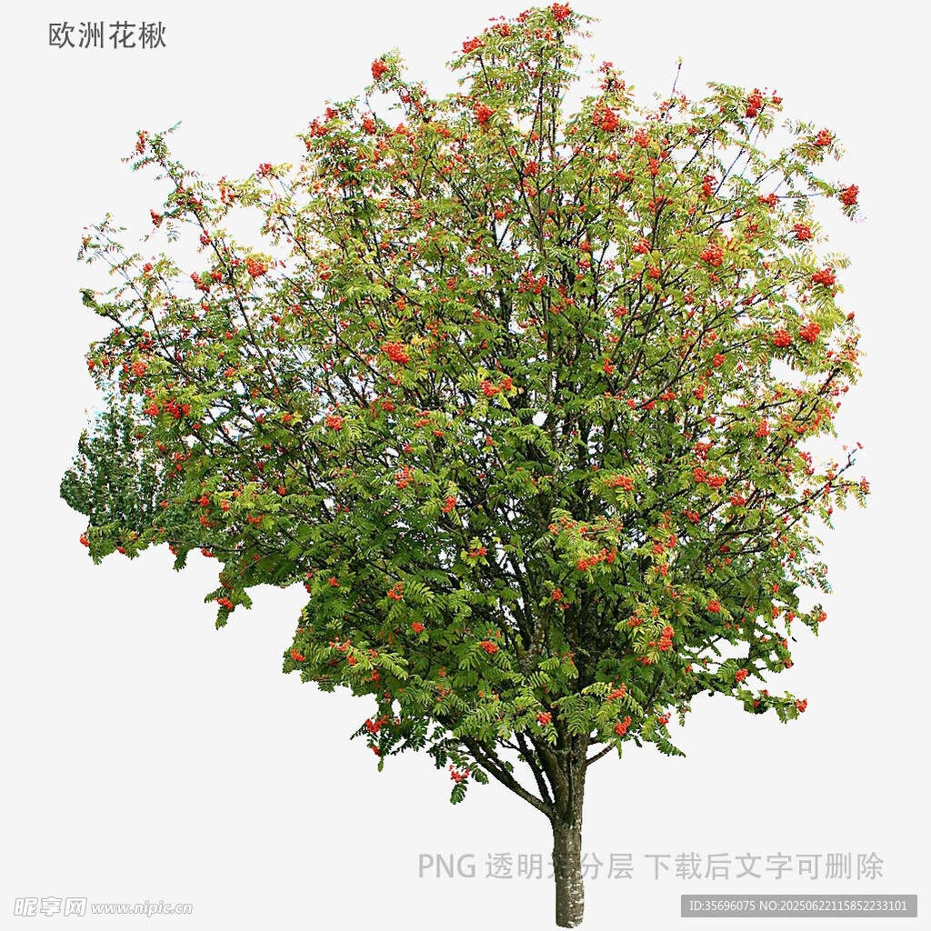 硕果累累的繁茂苹果树