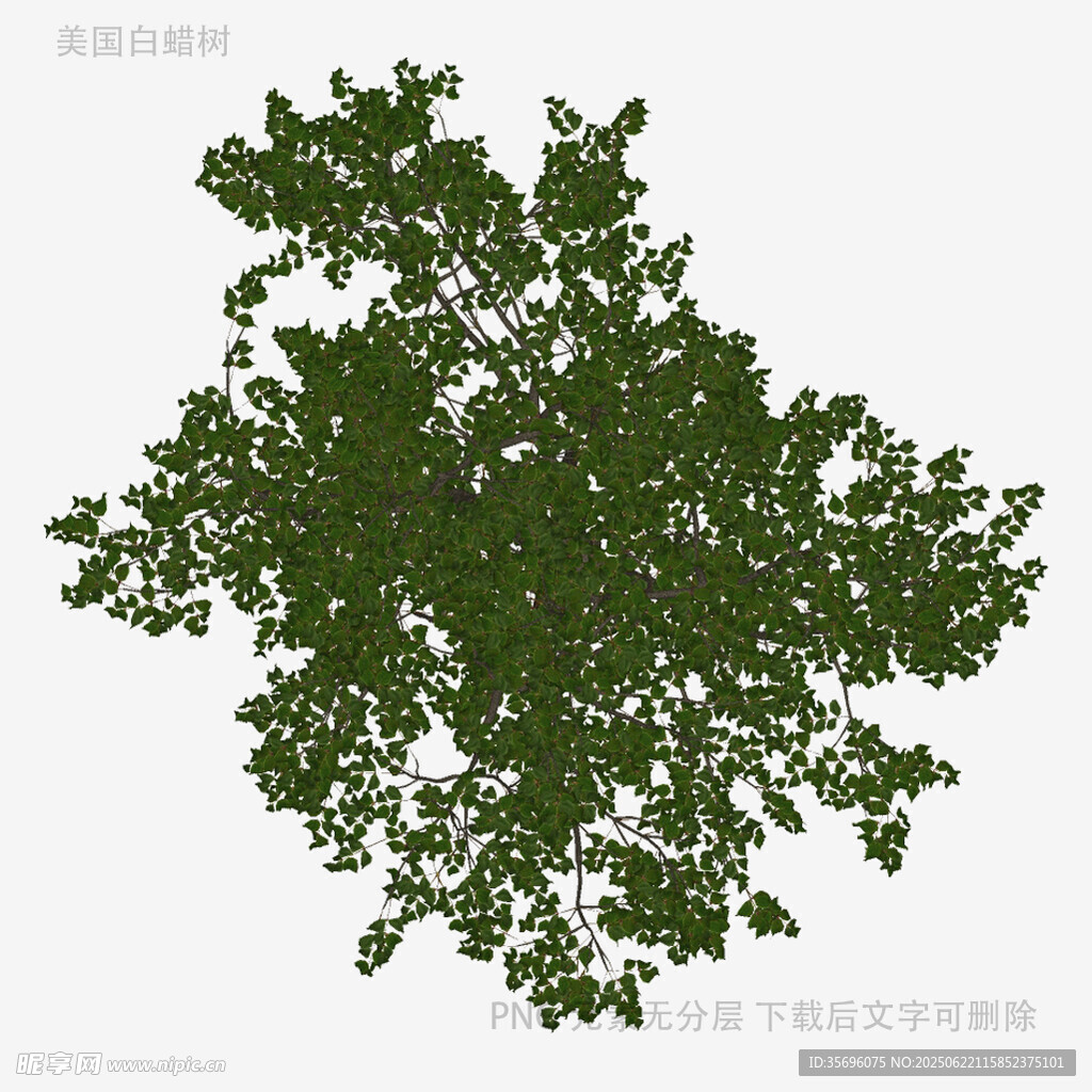 俯视视角绿色繁茂树木模型