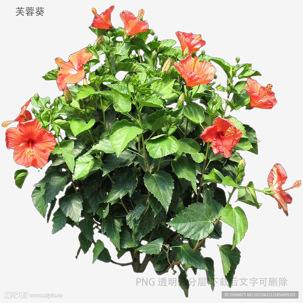 橙红色飘香藤盆栽植物