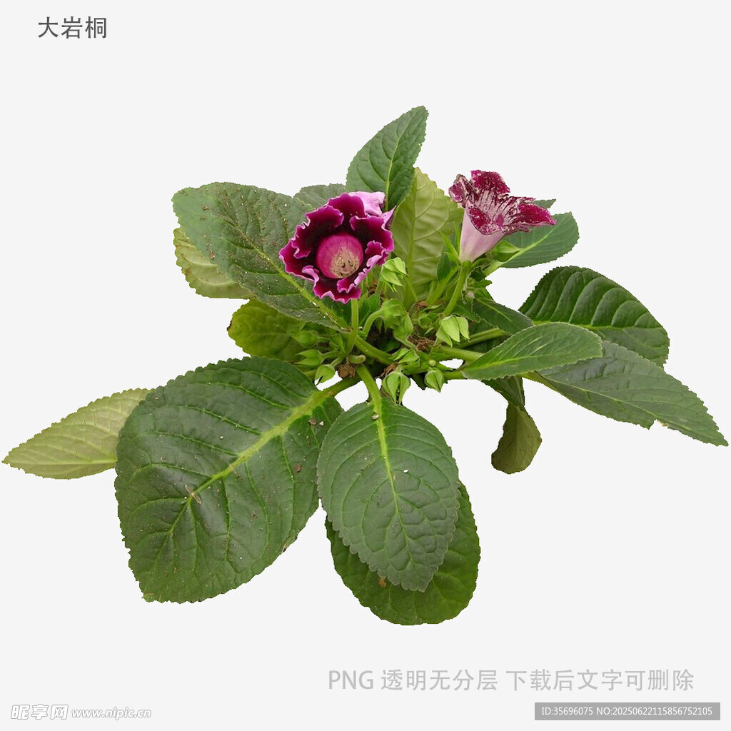 娇艳报春花绽放绿叶间
