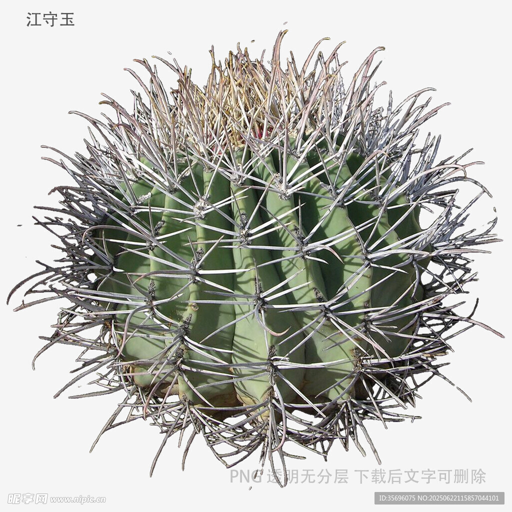 球形仙人掌特写