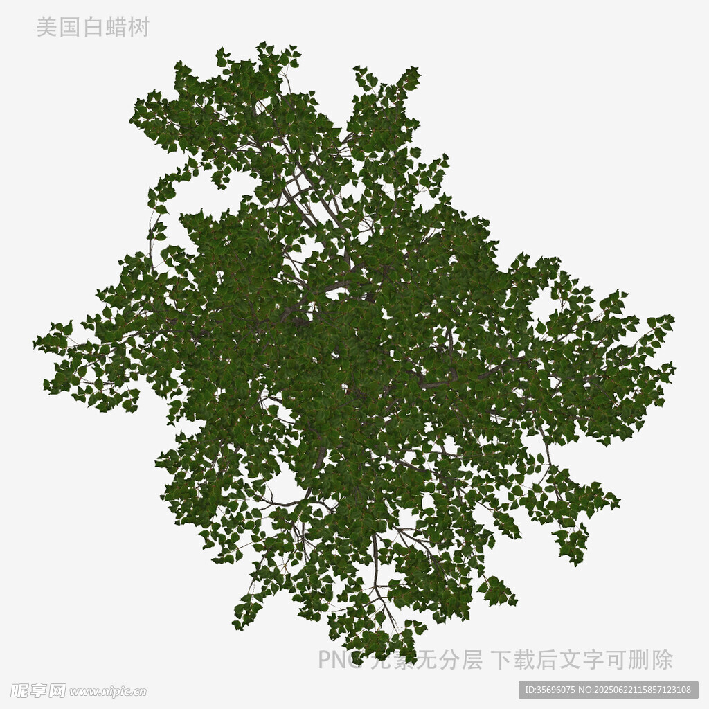 俯视视角绿色繁茂树木模型