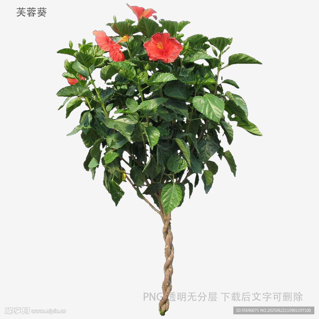 单株朱槿盆栽植物