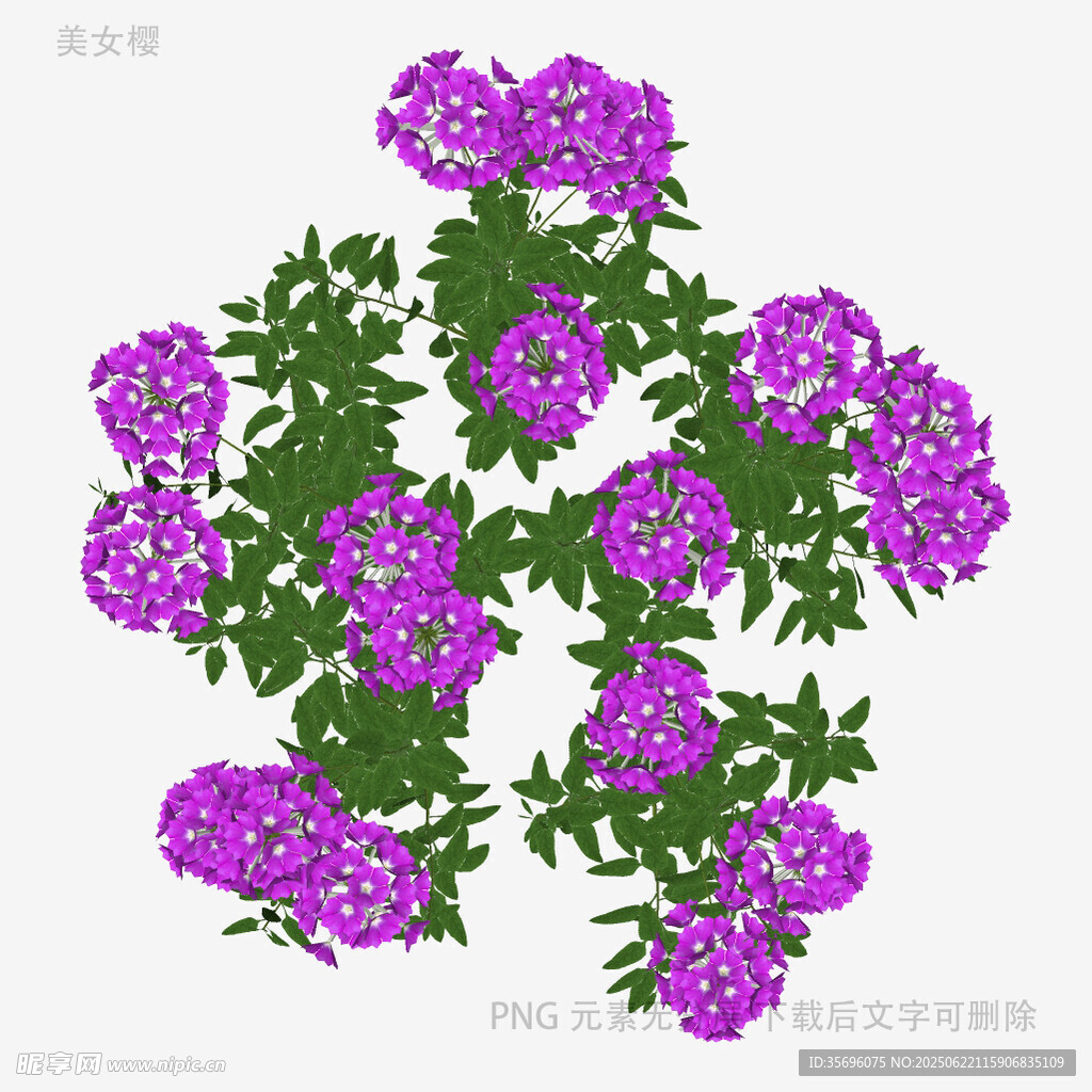 紫色花卉图案设计