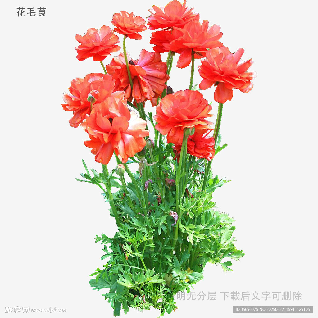 鲜艳红色花朵绿植组合