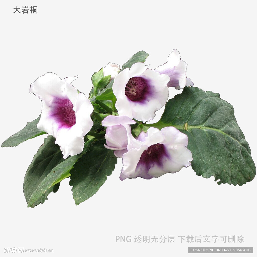 紫白相间大岩桐花朵