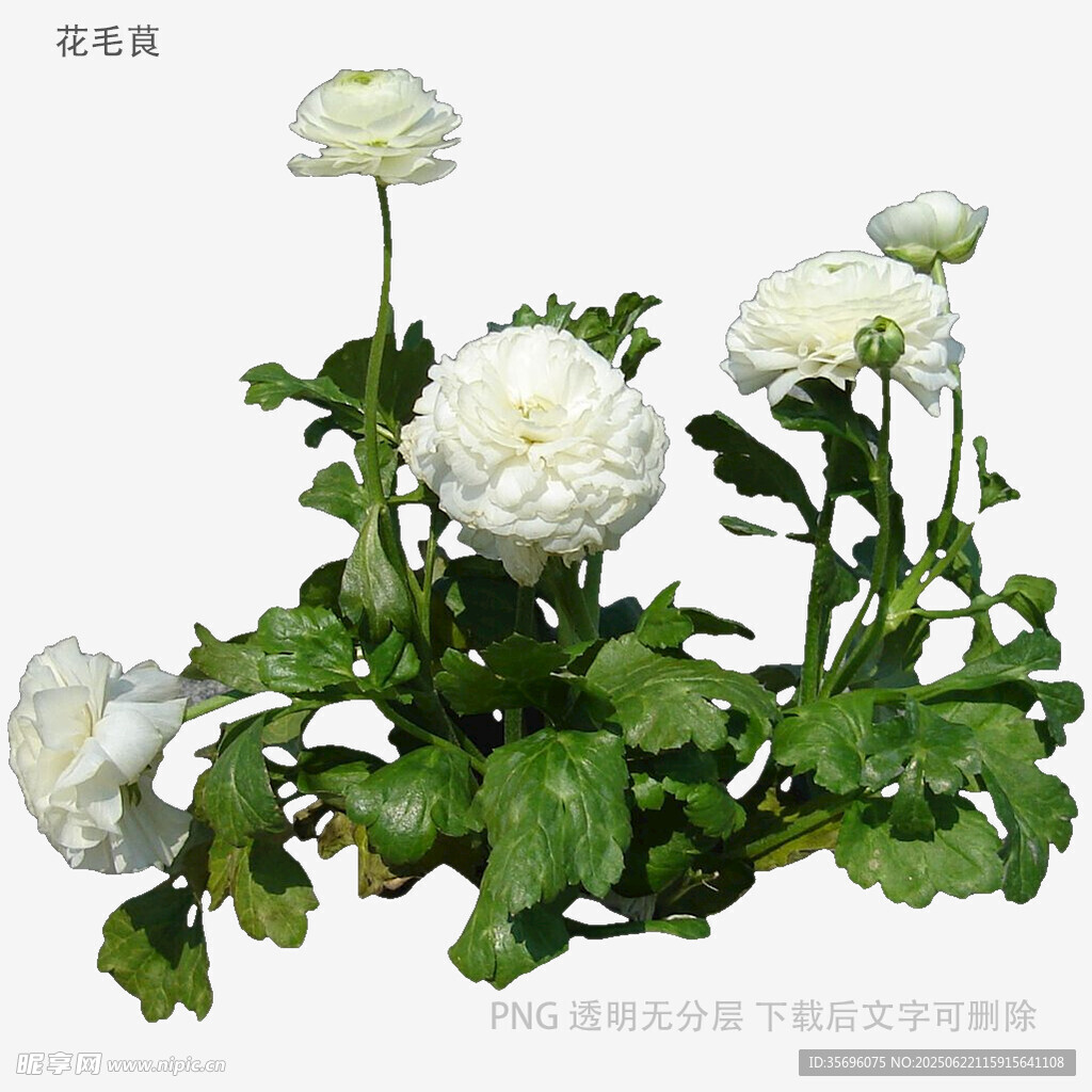 白色银莲花植物特写