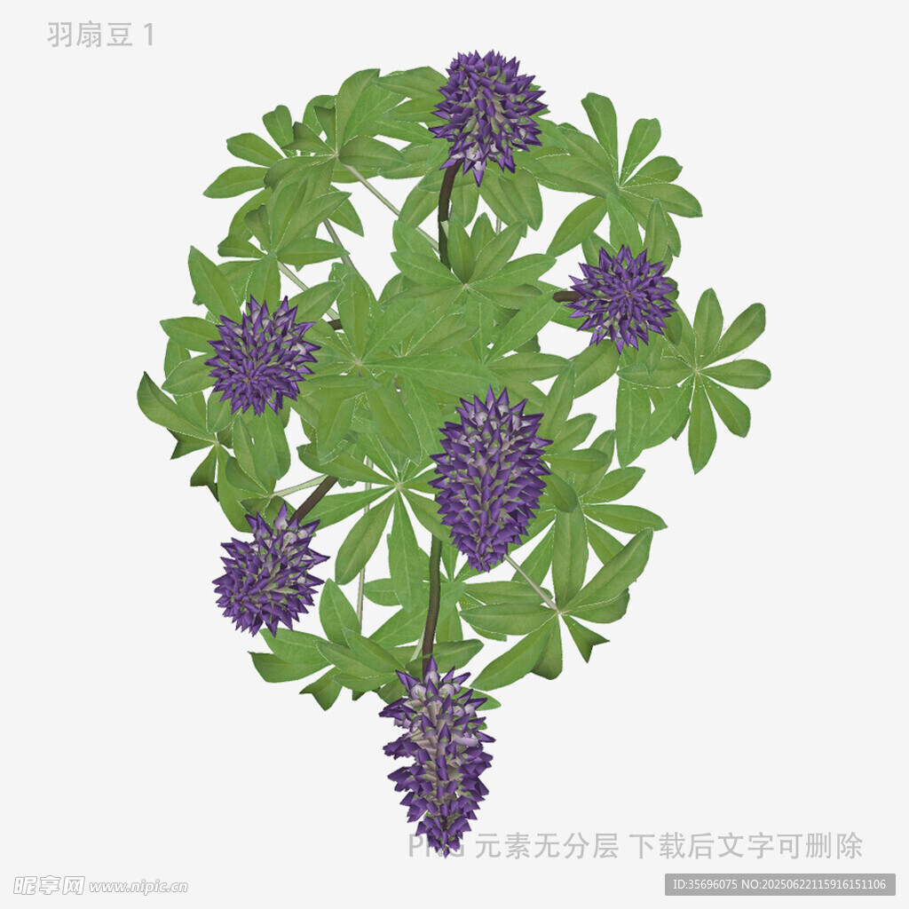 紫色葡萄藤插画