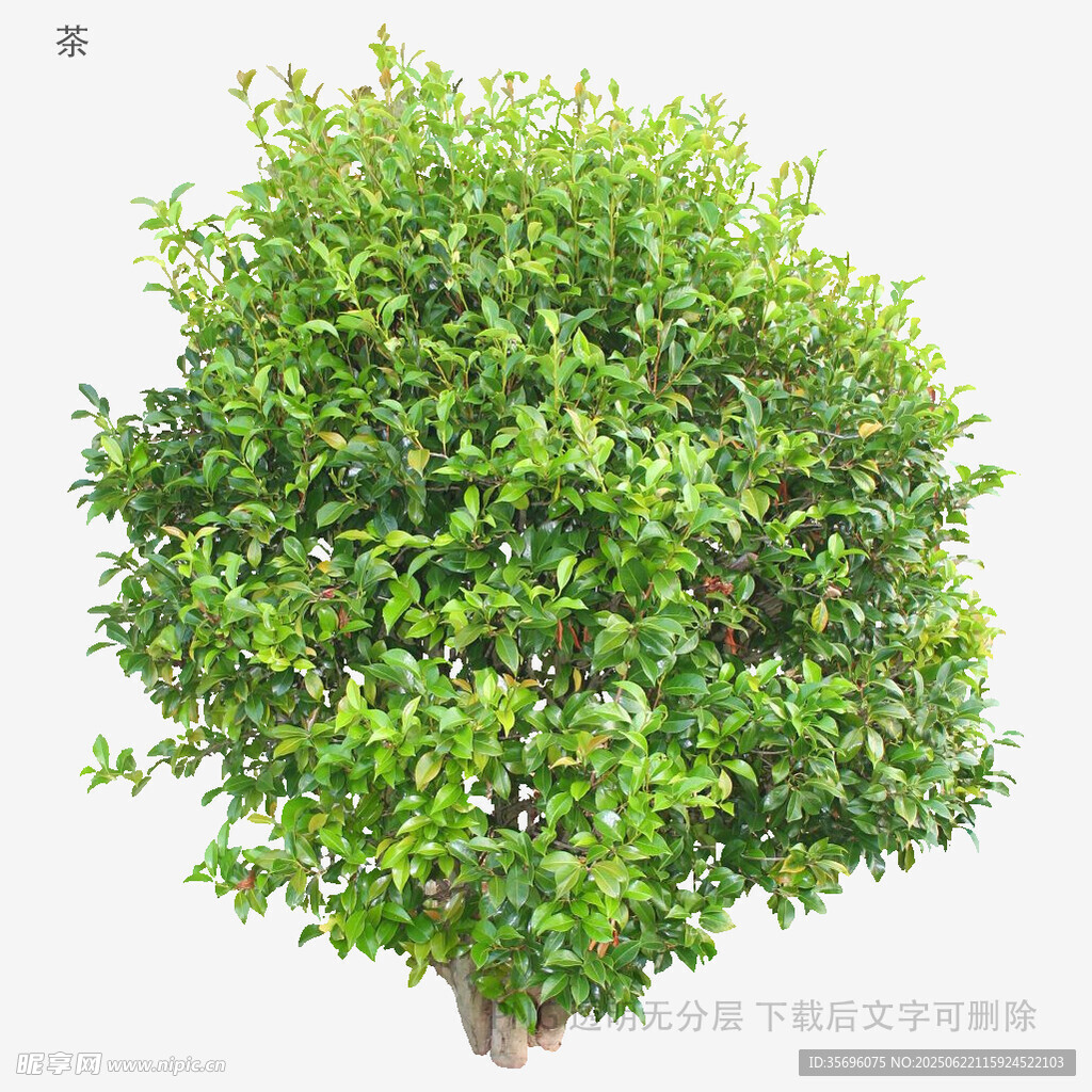 球形绿植特写