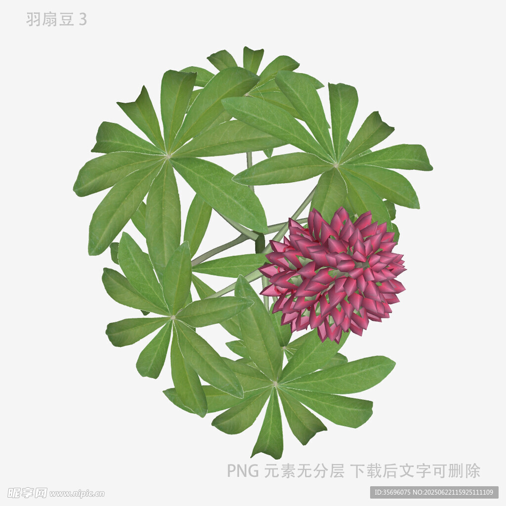 轮伞大戟花朵与叶片特写