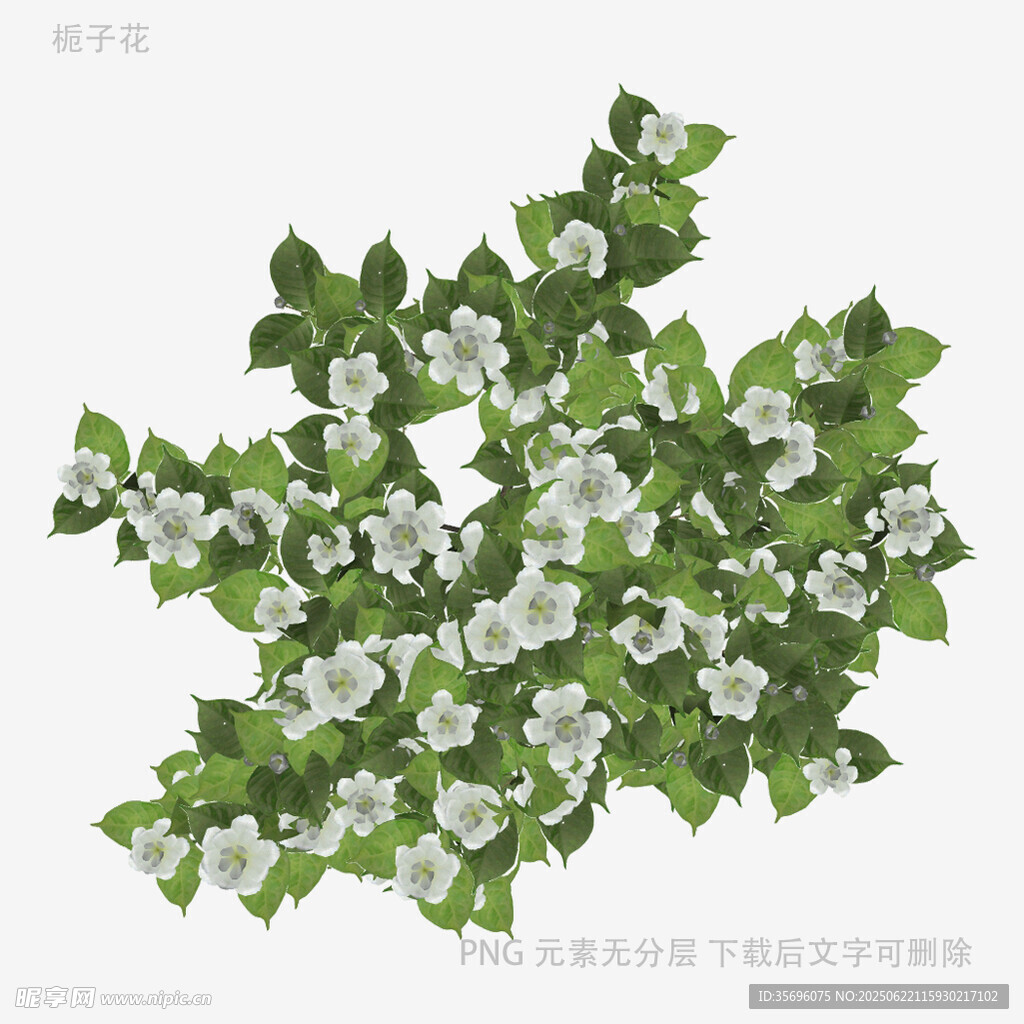 白色花朵绿叶植物插画