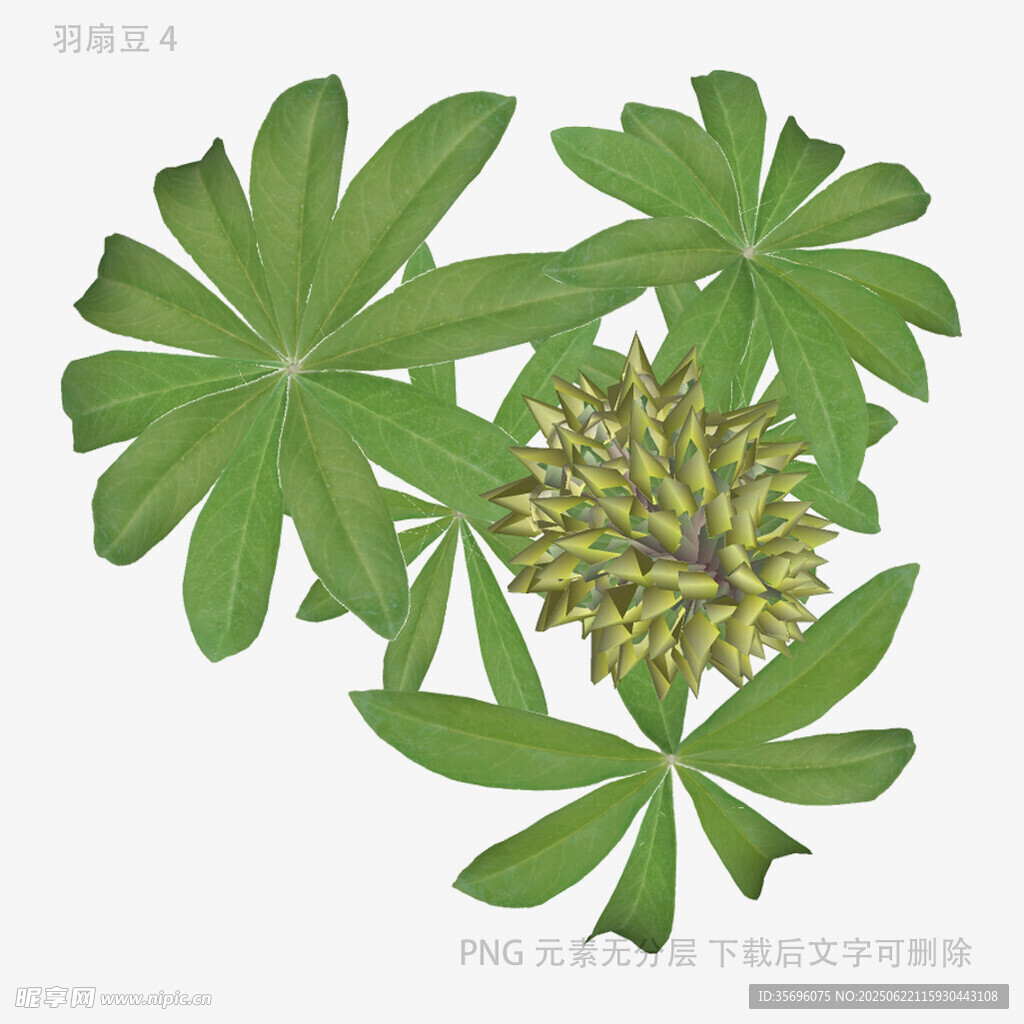 八角金盘植物插画