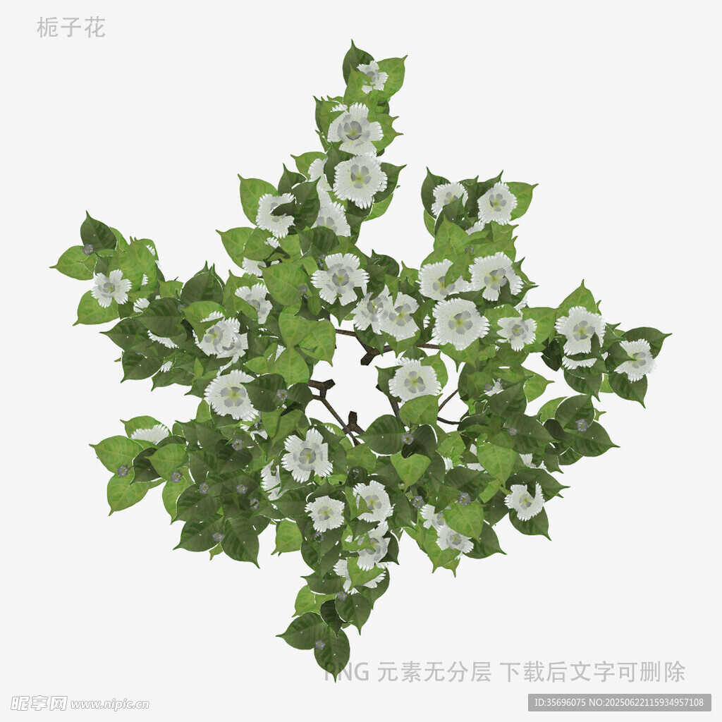 白色花朵绿叶植物枝丫