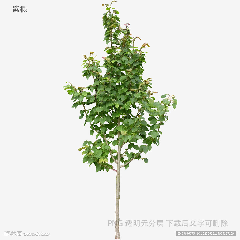 单棵绿树植物素材图
