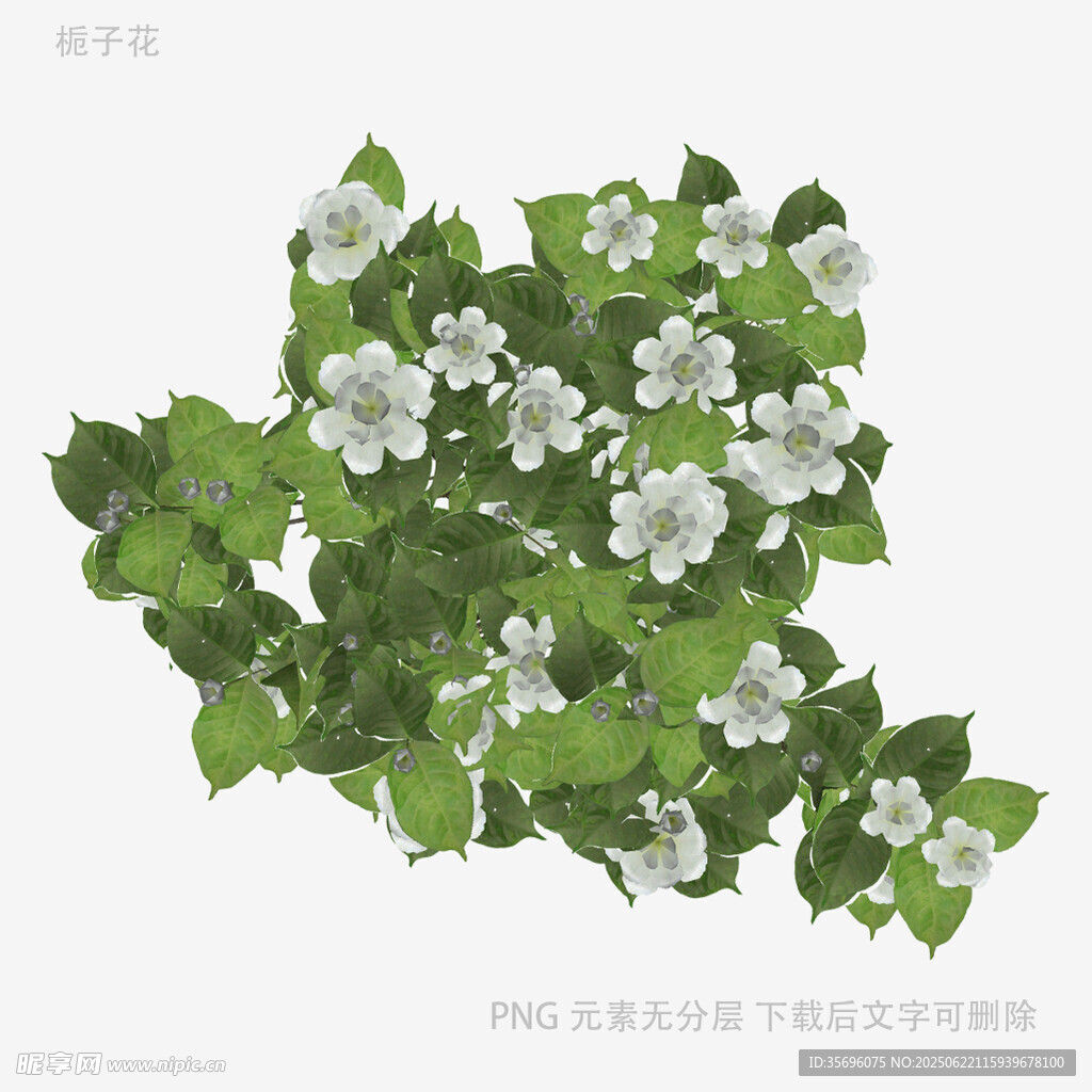 白色小花与绿叶植物图案