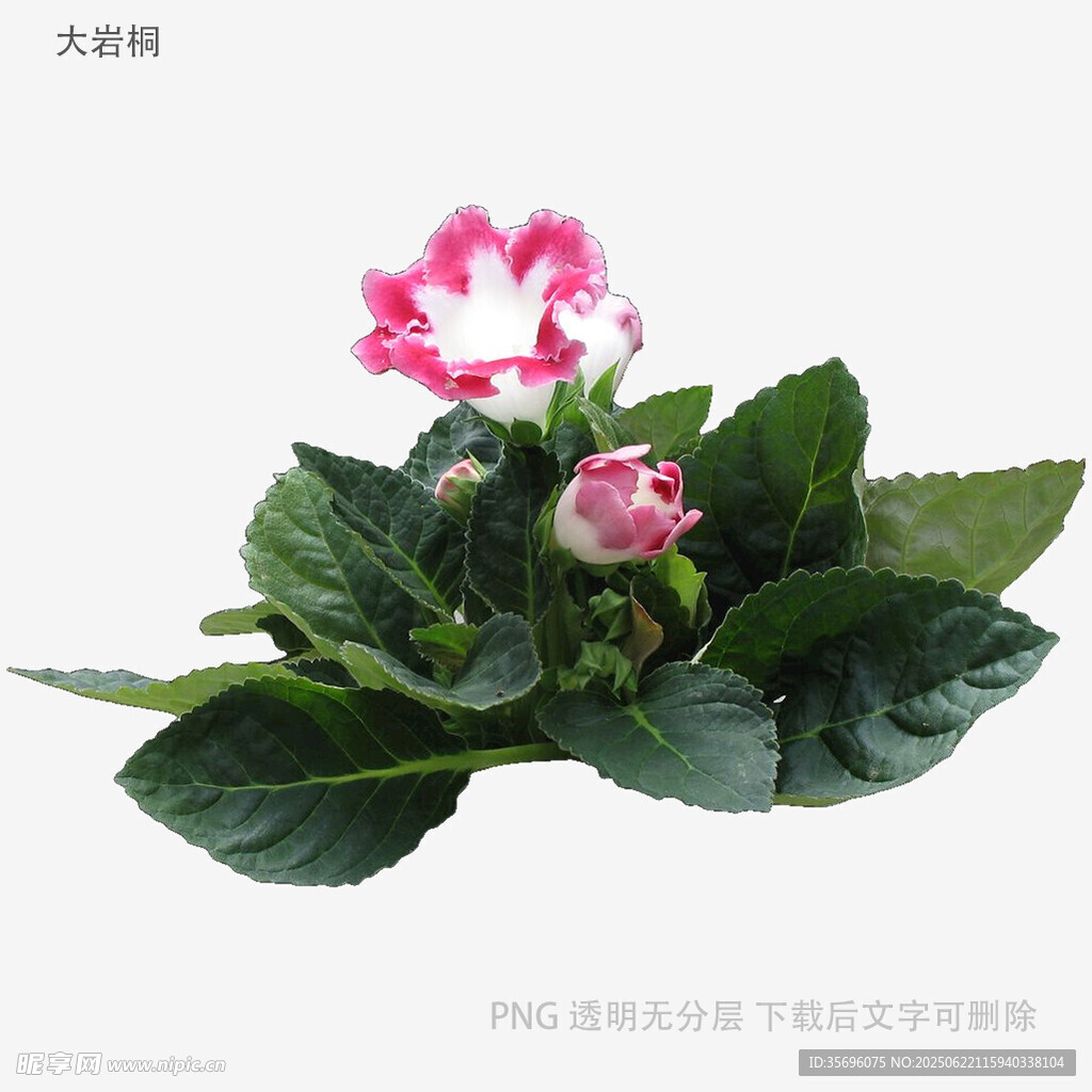 粉色大岩桐花卉植物