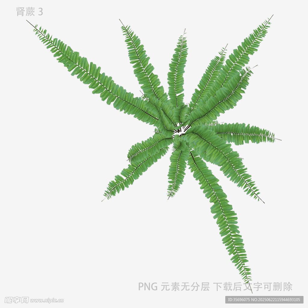绿色蕨类植物特写