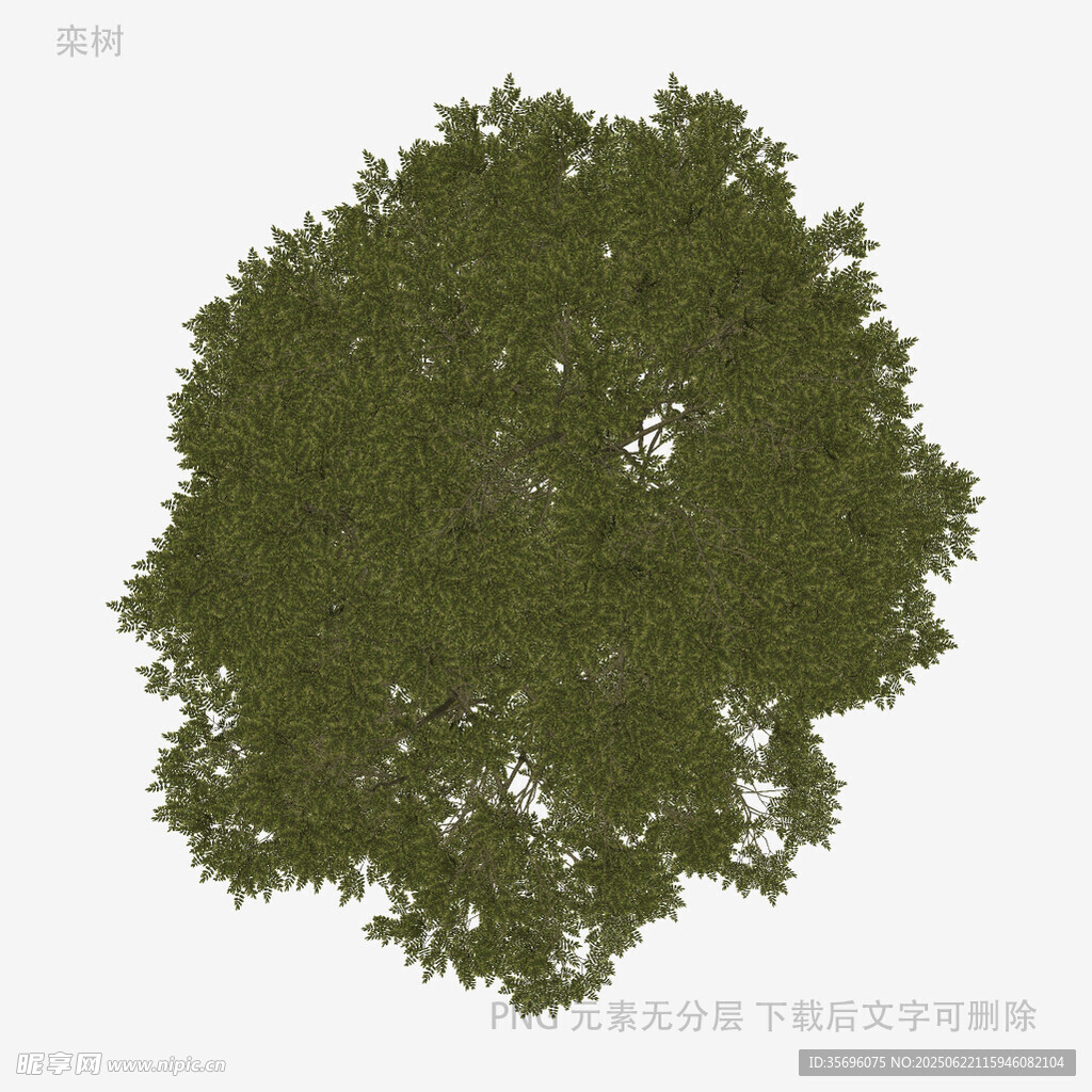 单棵绿树顶视图素材