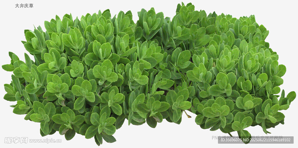 鲜嫩绿叶植物