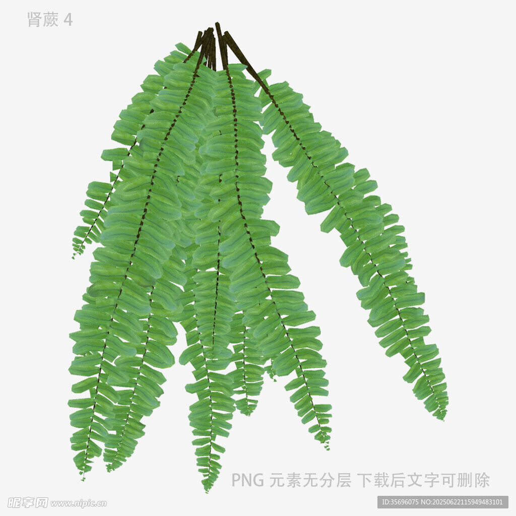 翠绿蕨类叶片特写