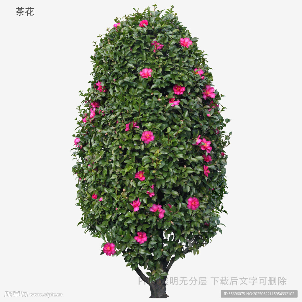 粉色繁花装饰的锥形绿植