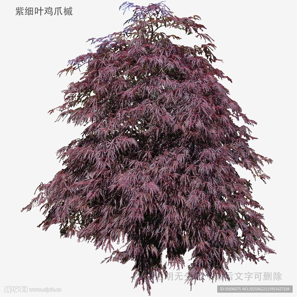 紫叶垂枝树模型