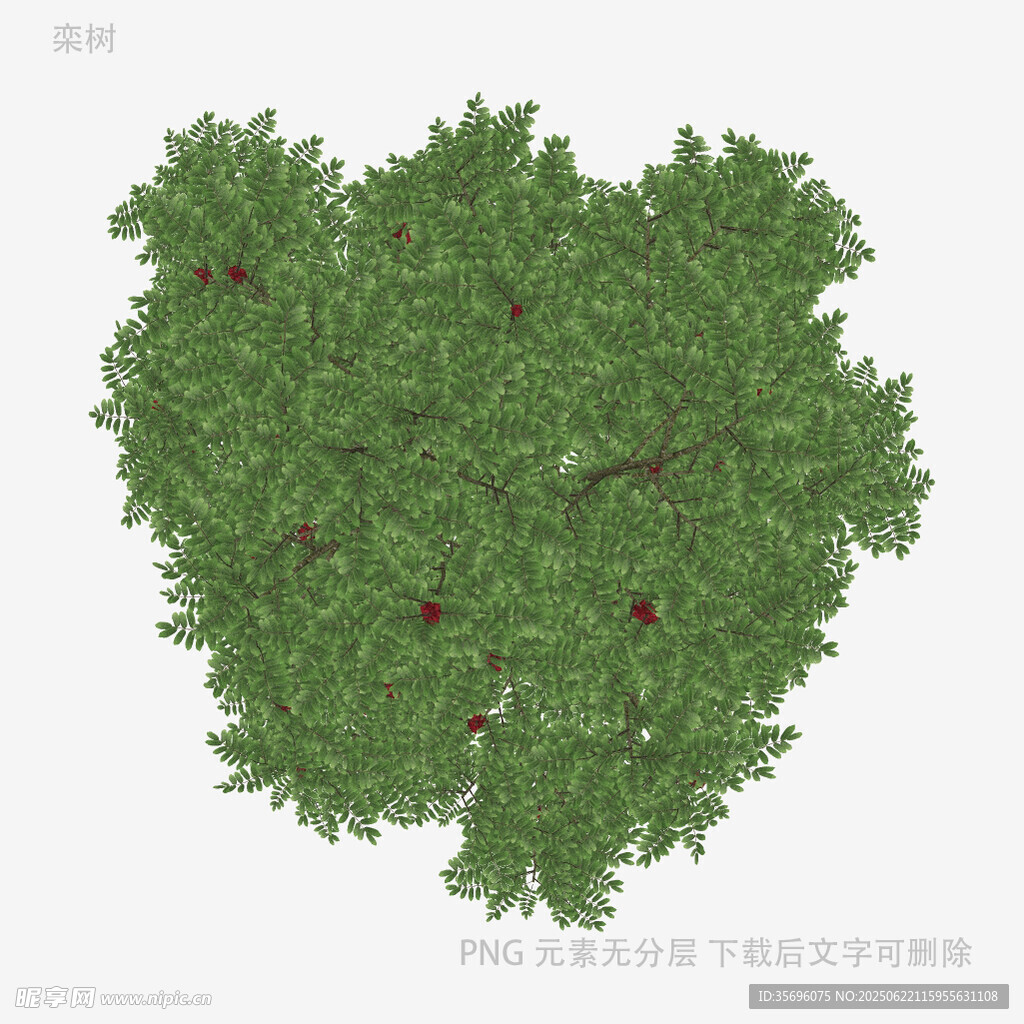 茂盛绿叶间点缀着红果
