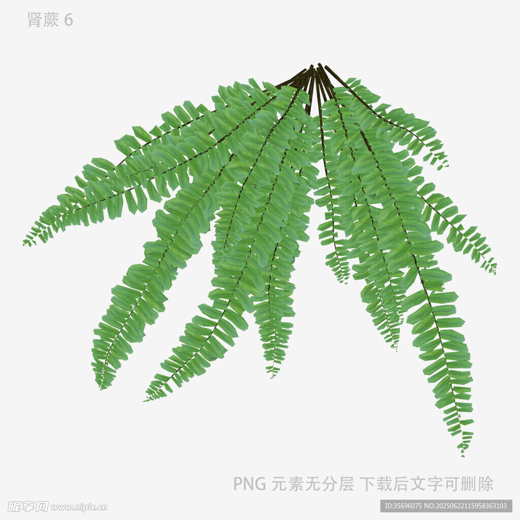 翠绿蕨类叶片特写