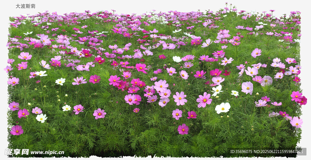 缤纷格桑花海美景
