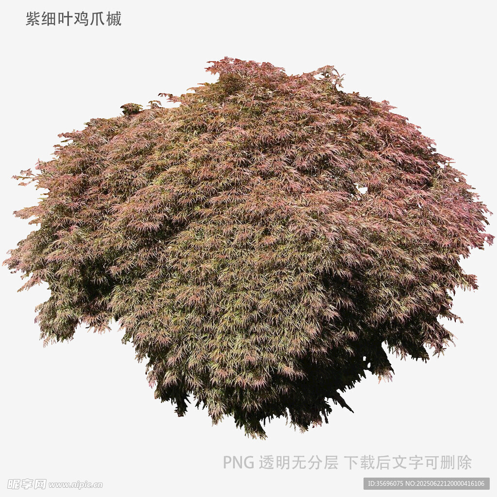 多彩枫树模型