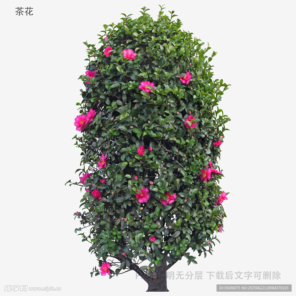 繁花满树的艳丽绿植