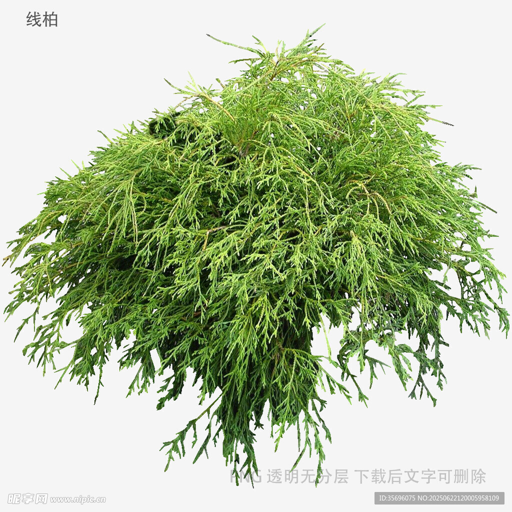 翠绿垂枝植物特写