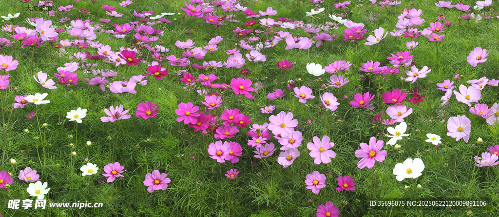 浪漫粉白花卉盛放美景