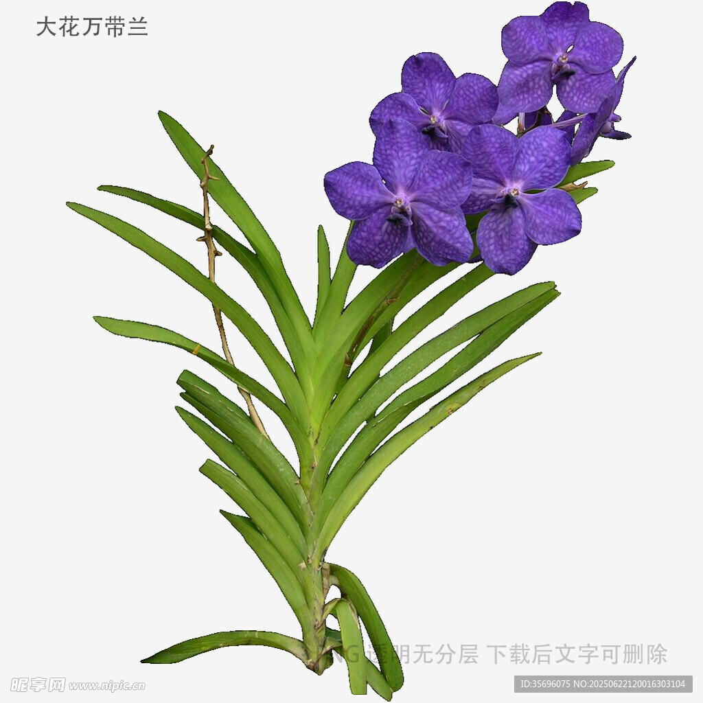 紫色兰花特写