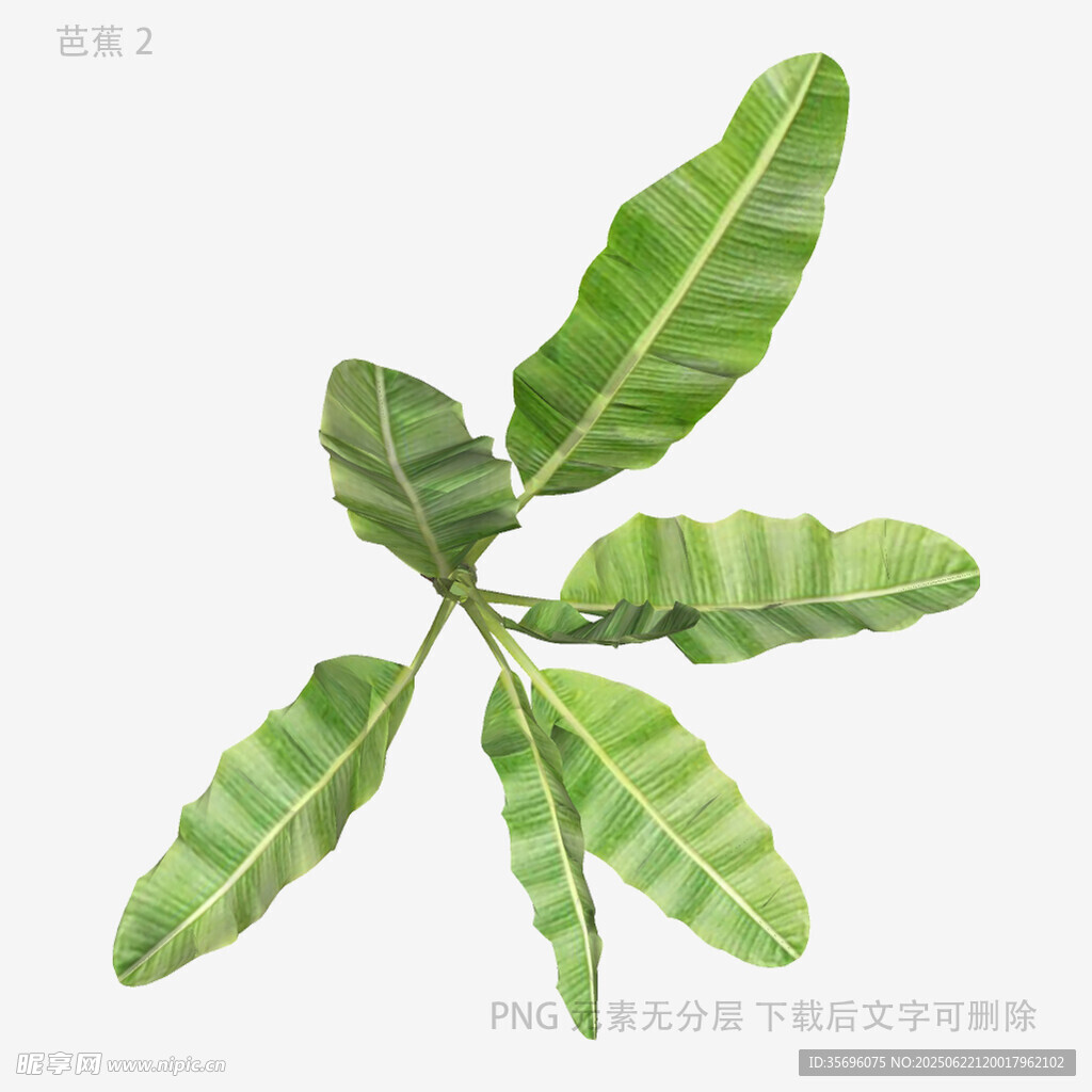 羽状绿叶植物特写