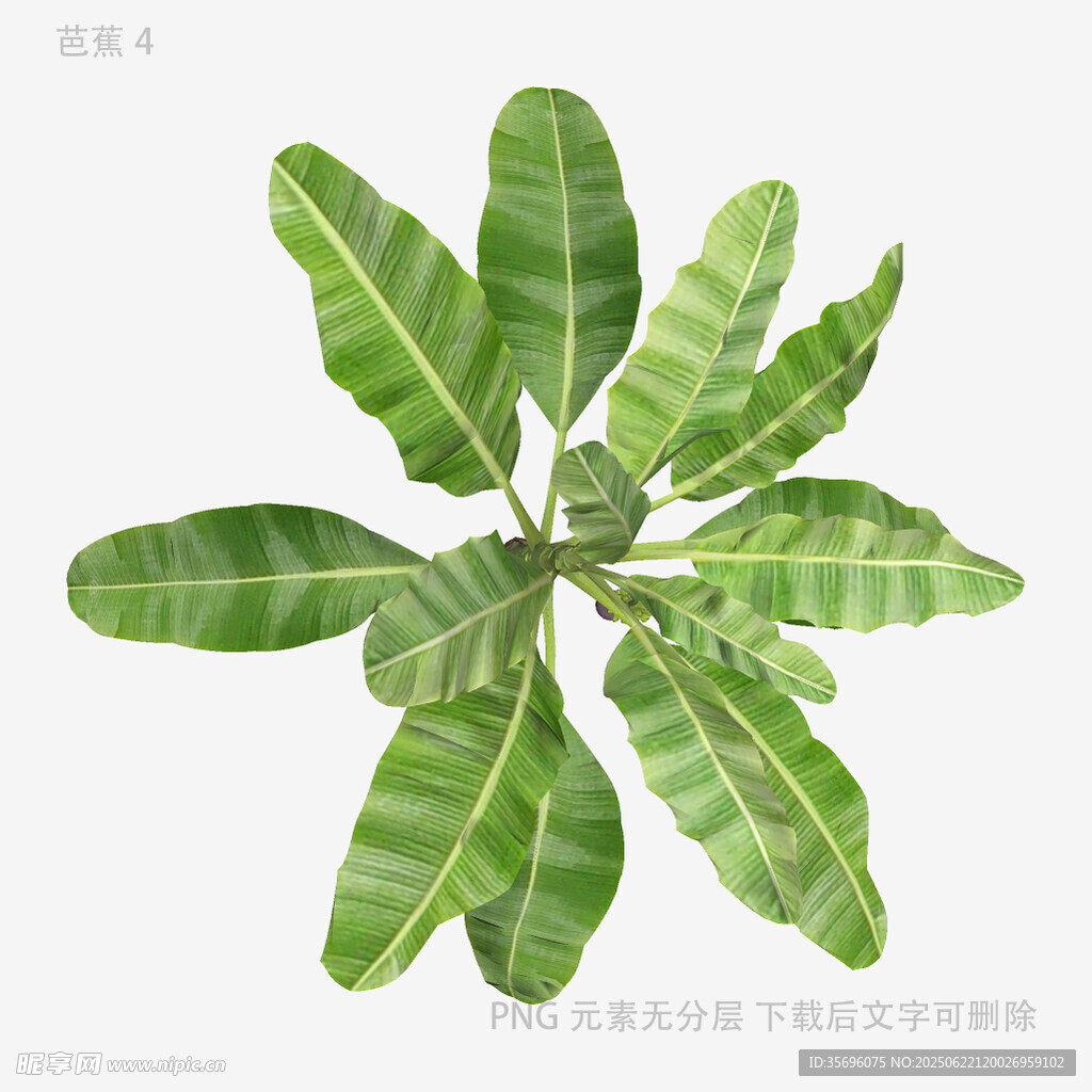 绿色植物叶片特写