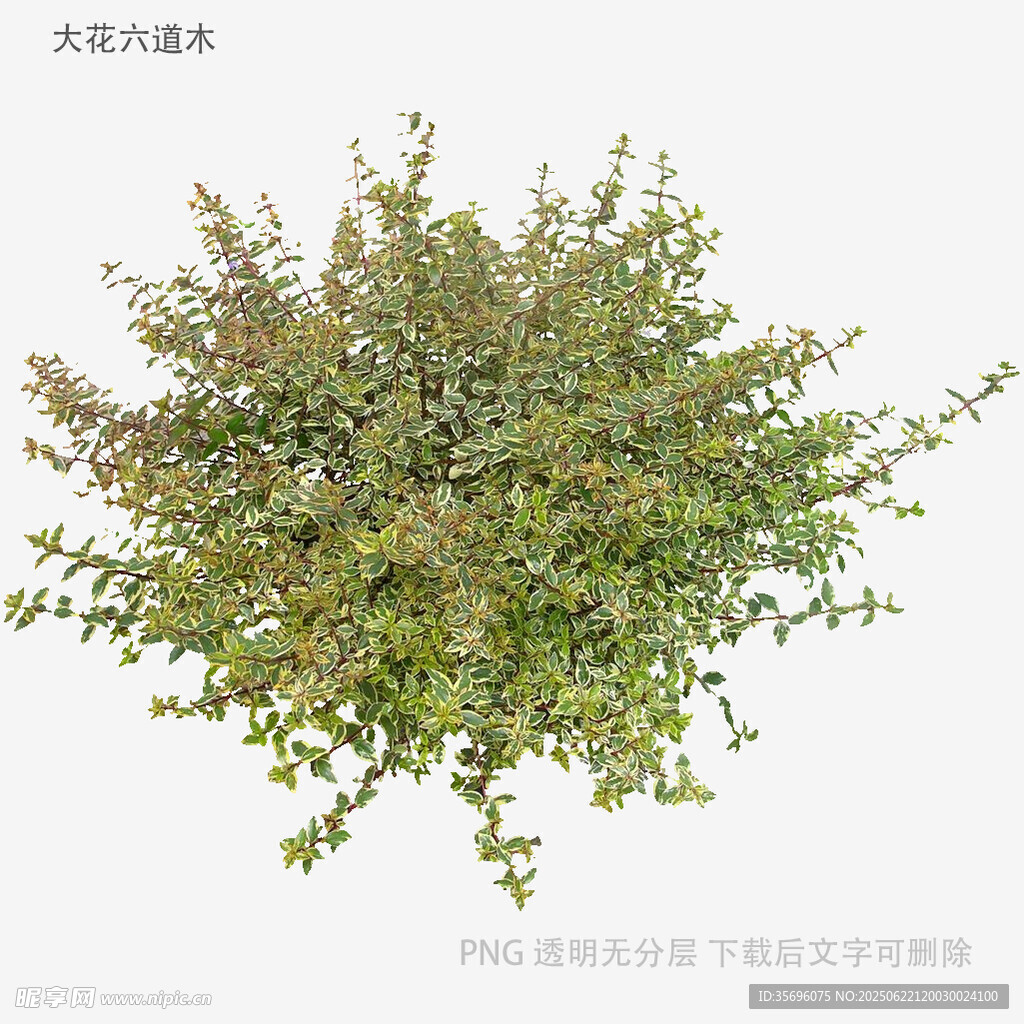 绿色灌木植物3D模型