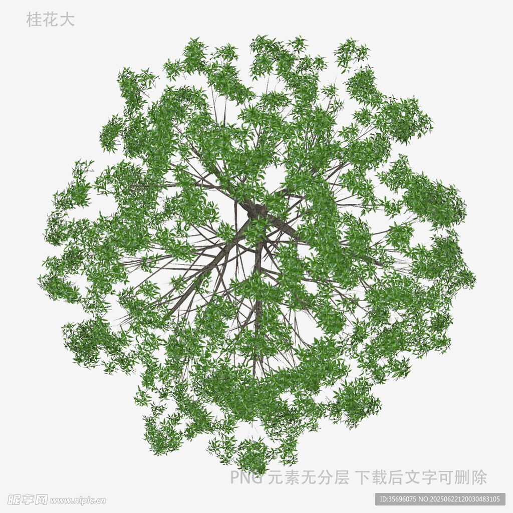 俯视视角的繁茂绿树