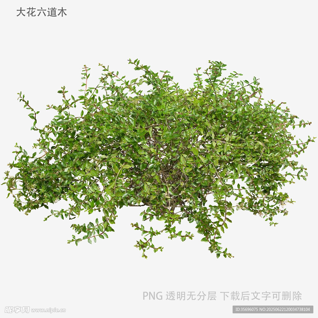 茂盛绿植灌木