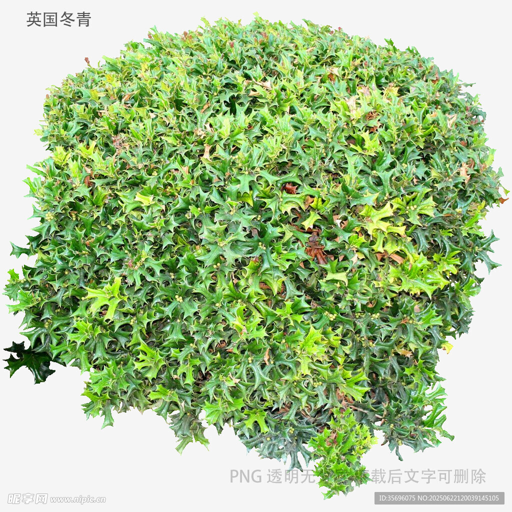 球形绿植灌木特写
