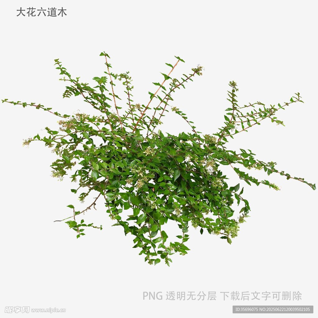 翠绿繁茂的垂吊植物