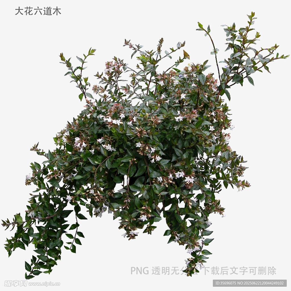 植物