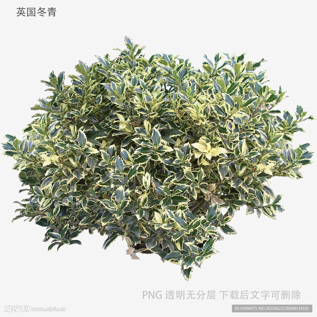 绿叶繁茂的灌木植物
