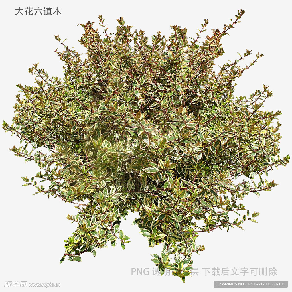 茂盛绿植灌木