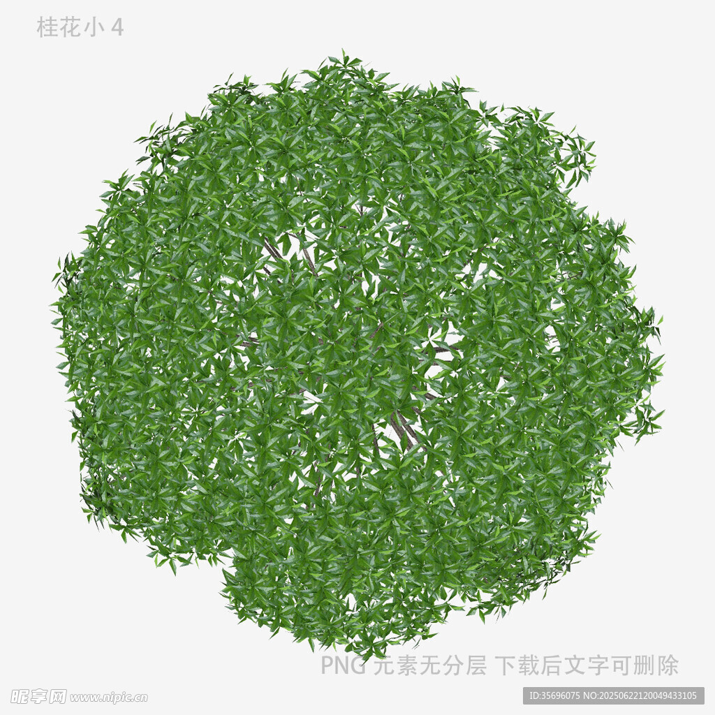 俯视视角绿色树冠模型