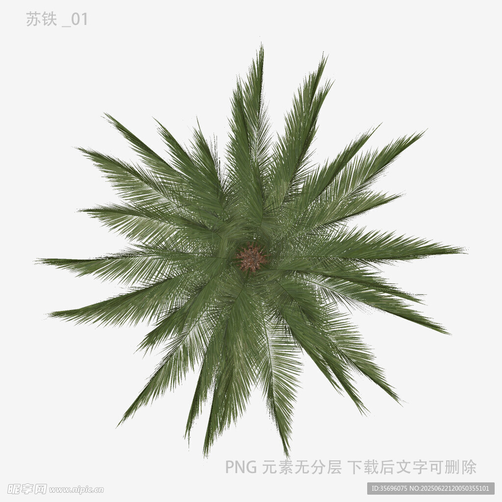 俯视视角的绿色棕榈植物
