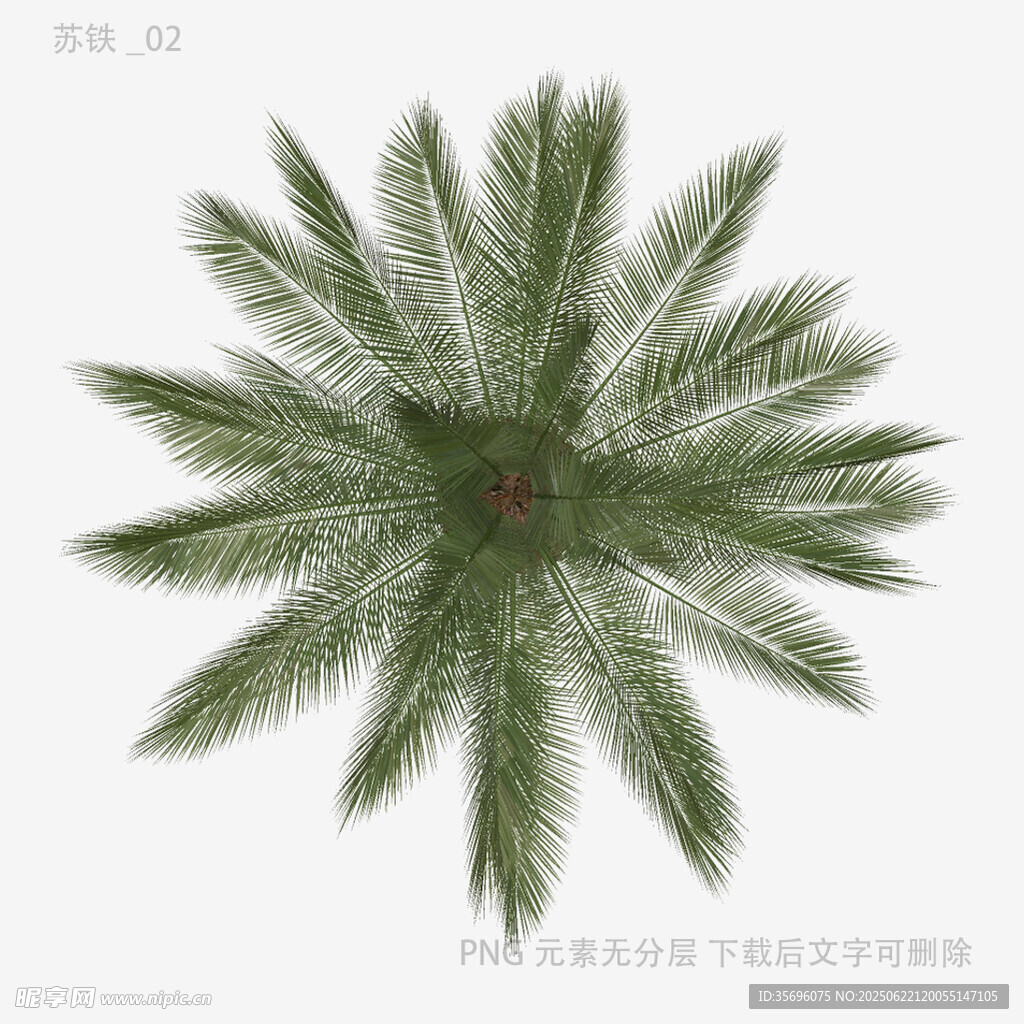 俯视视角下的绿色棕榈树冠